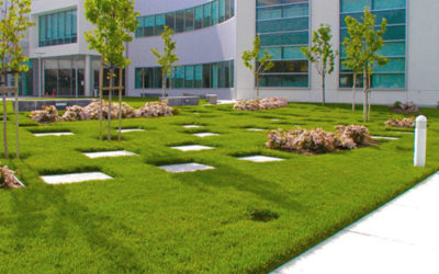 Why Your Landscaping Affects The Attitudes and Happiness of Your Employees and Visitors…