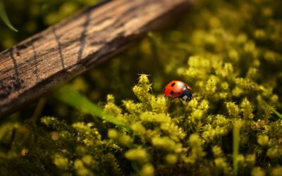 How A Proactive Pest Management Approach Does More for You Landscape