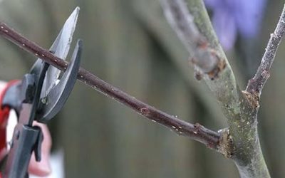 Winter Landscaping Tips – Winter Pruning Benefits Your Commercial Property