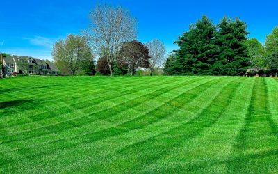 Do You Know The 6 Steps to a Healthy Lawn?…
