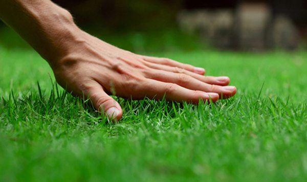 Do You Know The 6 Steps to a Healthy Lawn? Watch This Video…