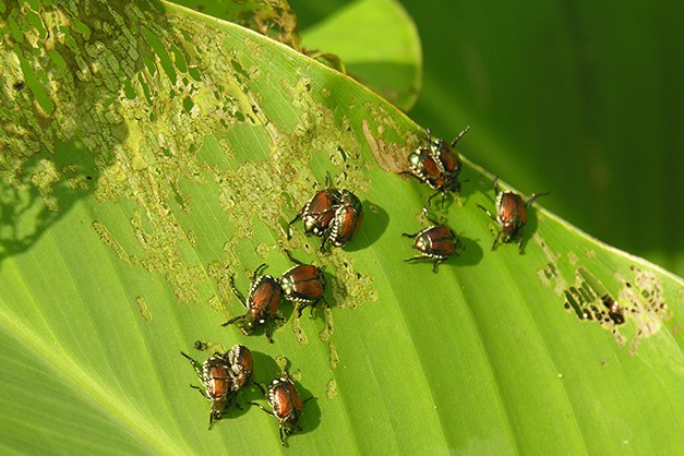 How to Use Cultural, Biological, Physical and Chemical Strategies To Control Pest Problems….