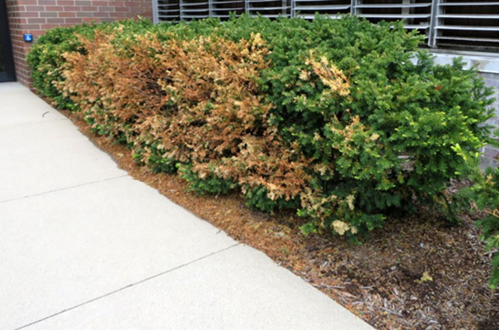 8 Tips For How To Inspect Your Landscape For Winter Damage…
