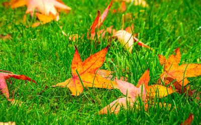 7 Reasons Why Fall is a Great Time For Planting …