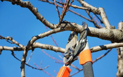 8 Essential Facts That Property Managers Need to Know About Dormant Pruning…