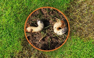 Grubs: The Little Insect That Ruins Your Lawn and What to Do About Them…