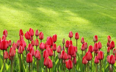 Spring Lawn Care: A Comprehensive Guide to Revitalizing Your Lawn…