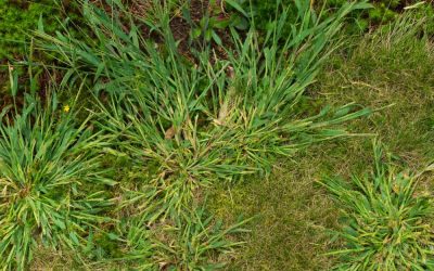 How To Eliminate Crabgrass With a Proactive Approach and a Combination of Natural Methods…