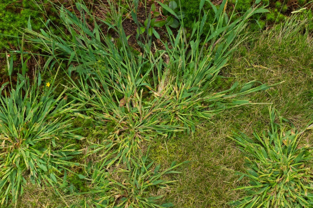 How To Eliminate Crabgrass With a Proactive Approach and a Combination of Natural Methods…